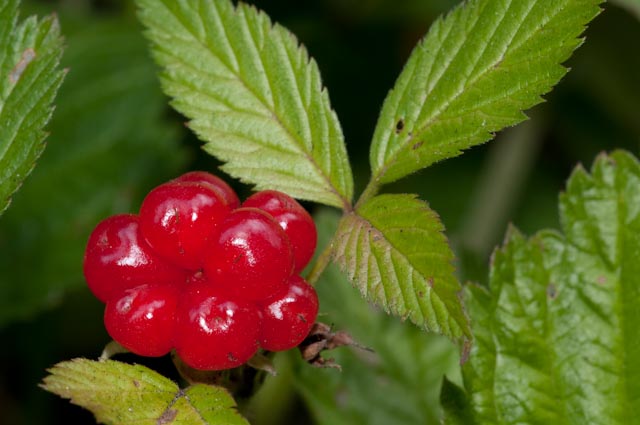 Rubus saxatilis